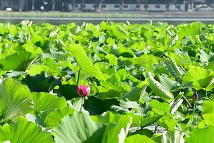 黯然出局❌曼联欧冠止步小组赛，近三次欧冠2次无缘出线